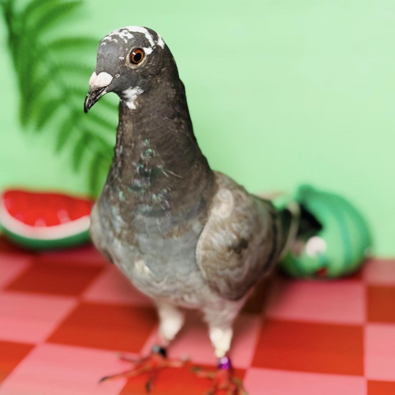 Sam E, ADOPTABLE, Adult Unknown Pigeon.