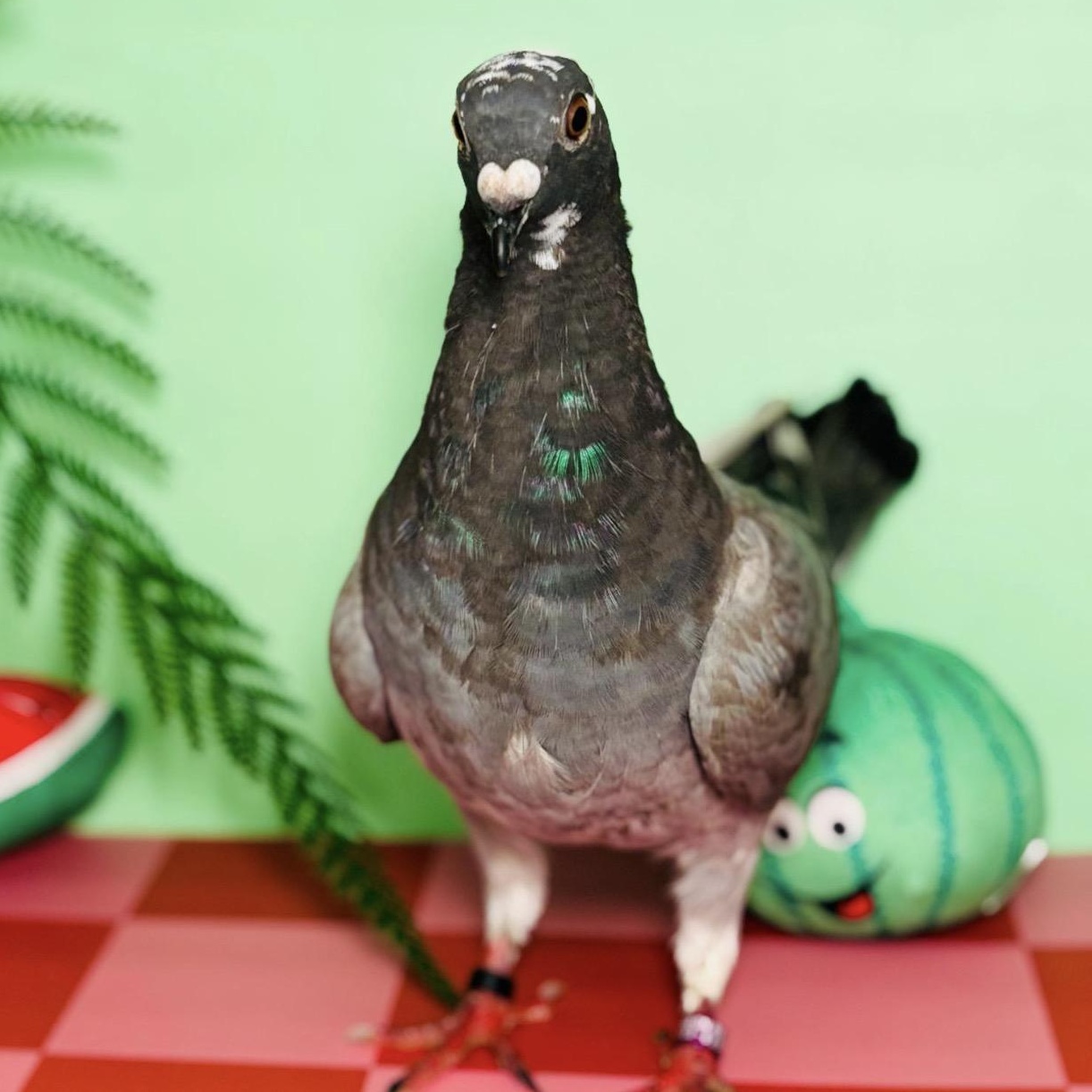 Enlarge Sam E, a ADOPTABLE Pigeon in Chicago, IL image 2/3