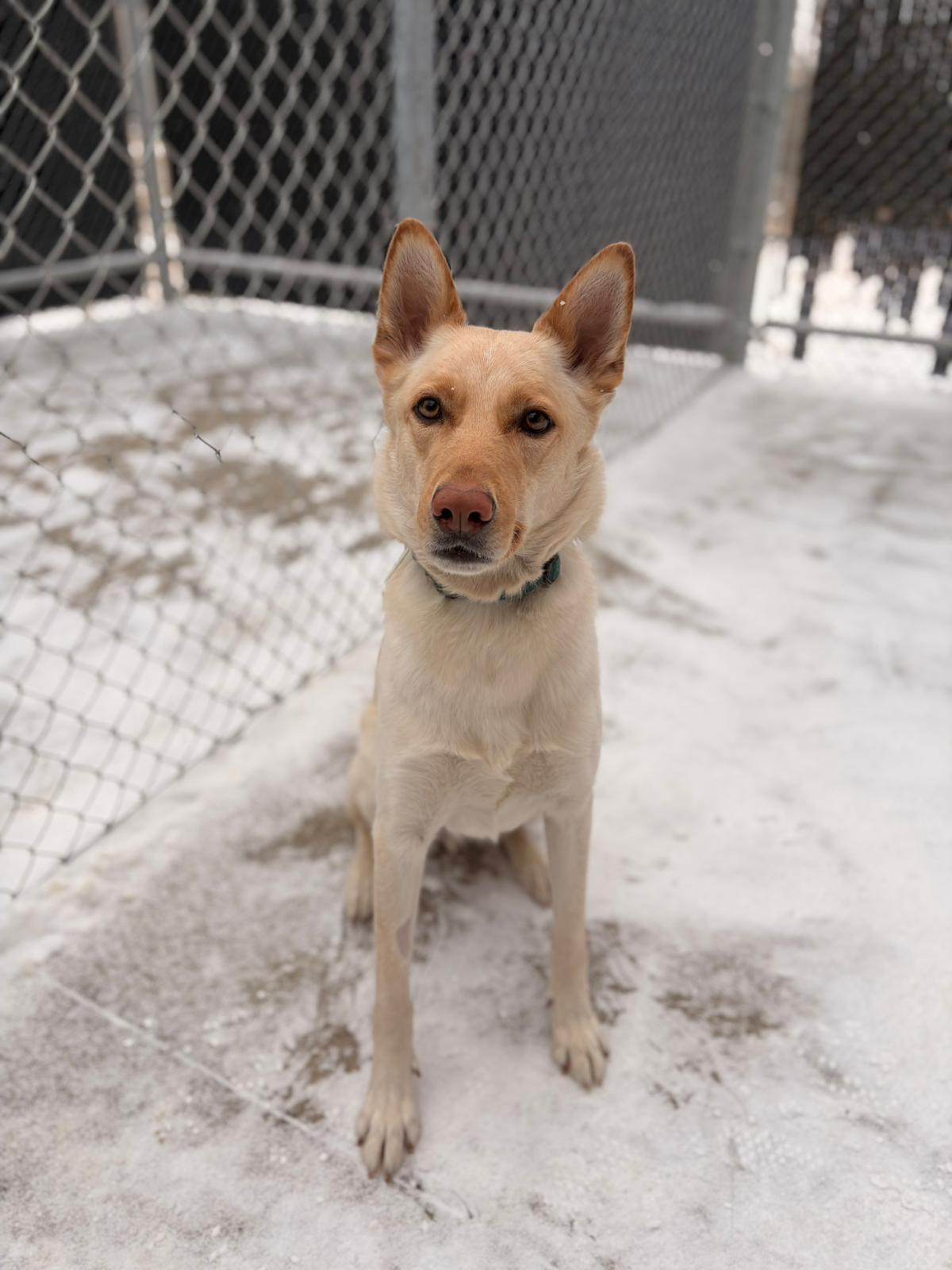 Qubit, ADOPTABLE, Adult Male Shepherd.