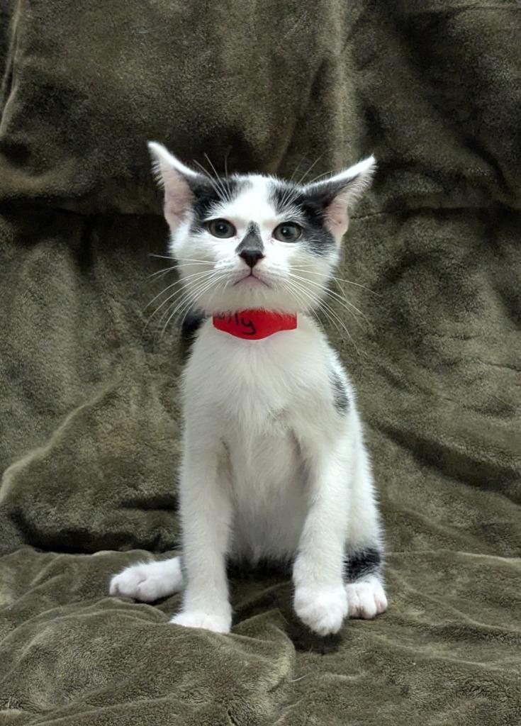 Rolly, Adoptable, Kitten Male Domestic Short Hair.