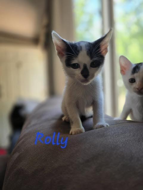 Rolly, a Adoptable mixed breed in Madison, GA image 2/2