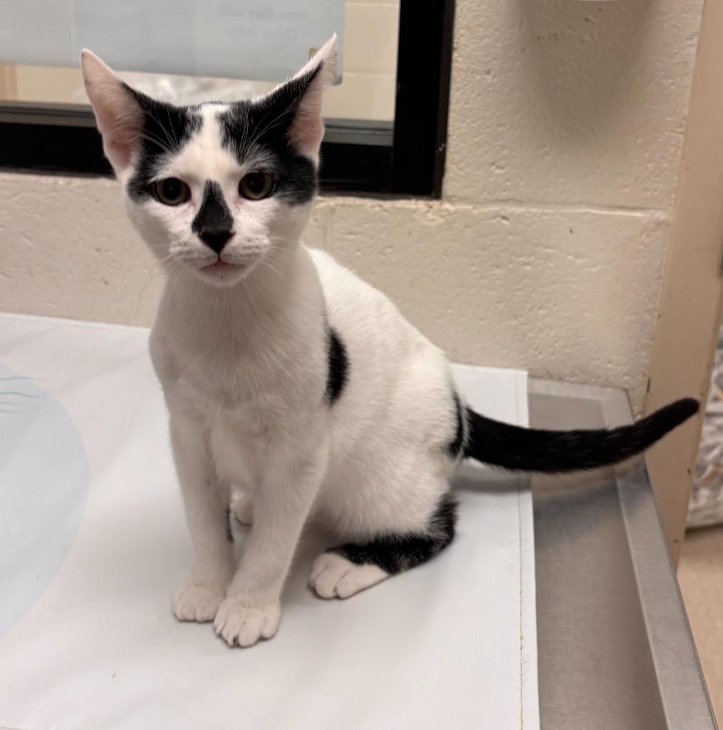 Enlarge Rolly, a Adoptable mixed breed in Madison, GA image 2/2