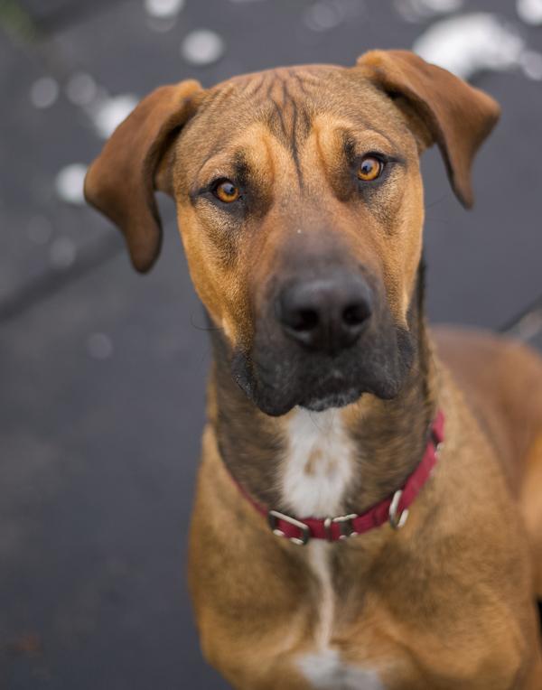 Rodger, Adoptable, Young Male Great Dane & Hound.