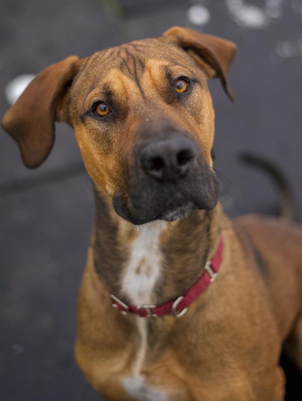 Enlarge Rodger, a Adoptable mixed breed in Stratham, NH image 3/3