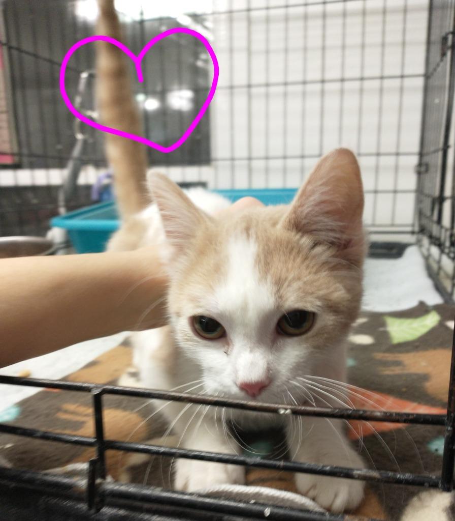 Enlarge Peach Fuzz, a Adopted mixed breed in Saint James, MN image 1/5