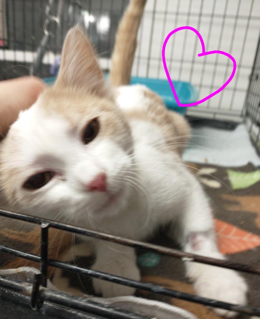 Enlarge Peach Fuzz, a Adopted mixed breed in Saint James, MN image 3/5