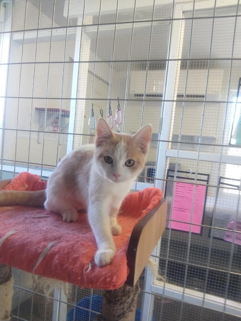 Enlarge Peach Fuzz, a Adopted mixed breed in Saint James, MN image 4/5