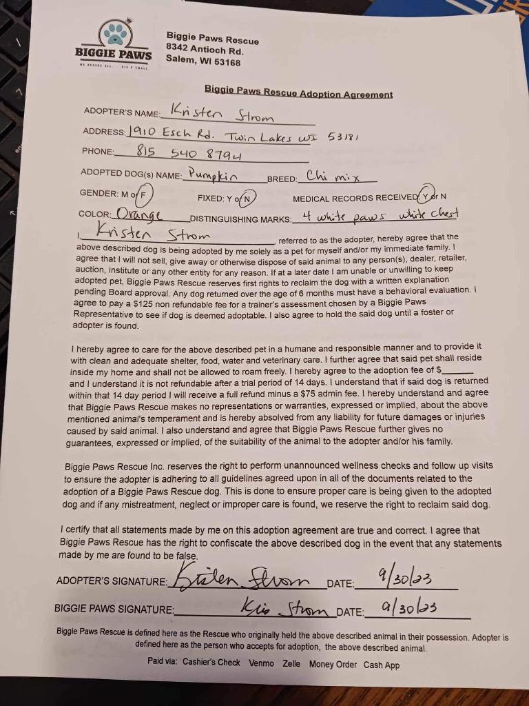 Pumpkin, a Adopted mixed breed in Bristol, WI image 1/4