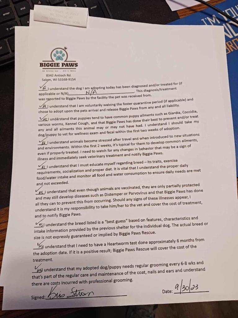 Pumpkin, a Adopted mixed breed in Bristol, WI image 2/4