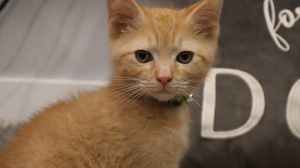 Clyde, Adoptable, Kitten Male Domestic Short Hair.