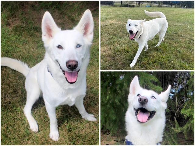 Enlarge NYMIRA, a Adoptable mixed breed in Fort Wayne, IN image 1/1