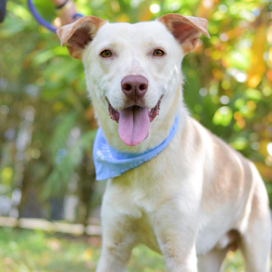 Ollie, Adoptable, Adult Male Mixed Breed.
