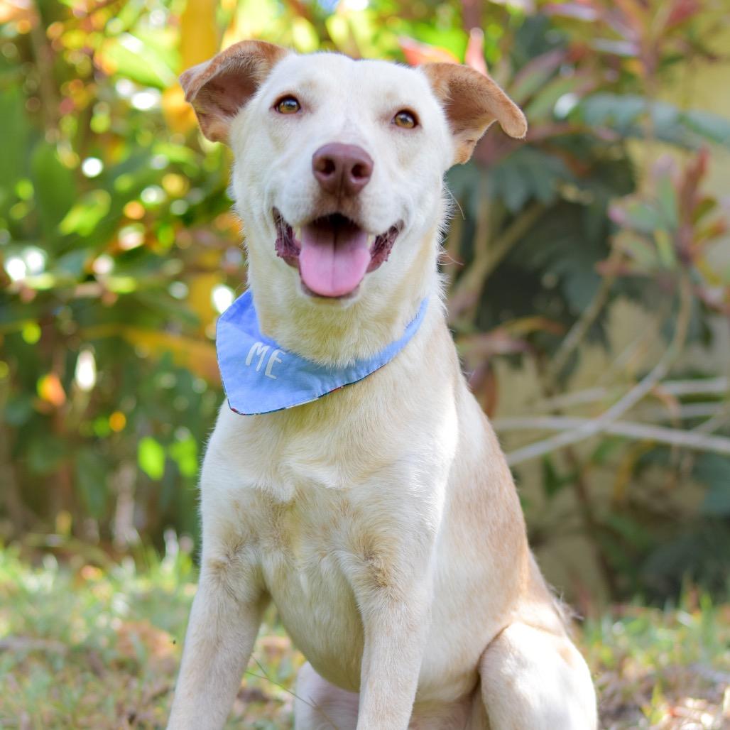 Enlarge Ollie, a Adoptable Mixed Breed in Kailua Kona, HI image 2/3
