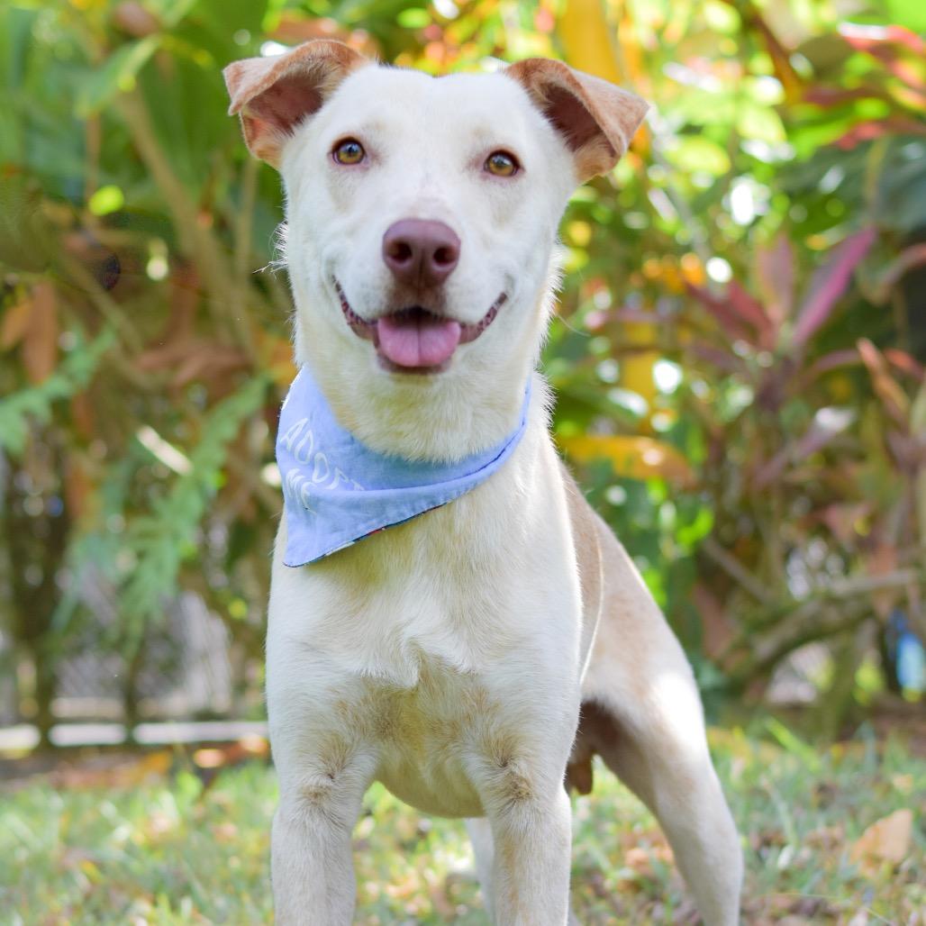 Enlarge Ollie, a Adoptable Mixed Breed in Kailua Kona, HI image 3/3