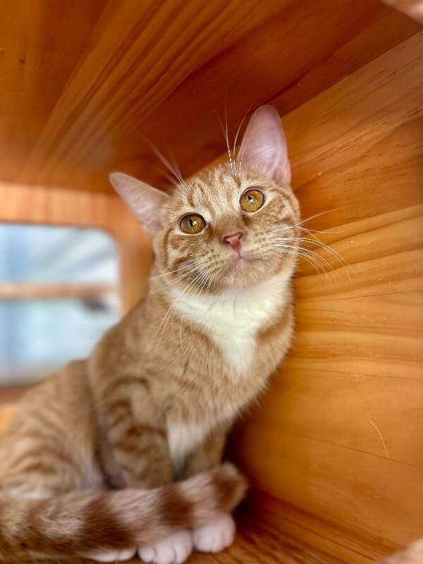 Enlarge Maria, a Adoptable Domestic Short Hair in Wooster, OH image 1/1