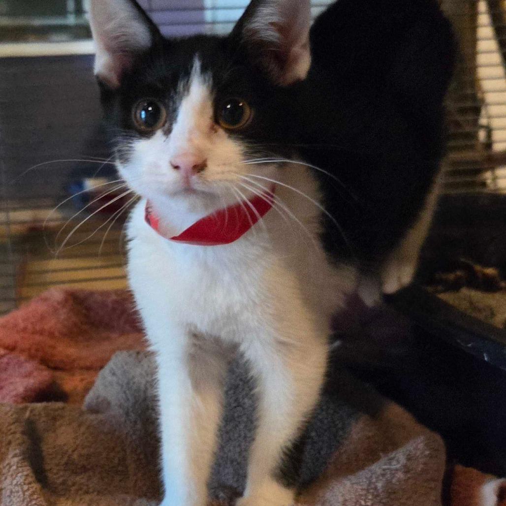 Enlarge Raccoon, a Adoptable Domestic Short Hair in Hanna City, IL image 1/1