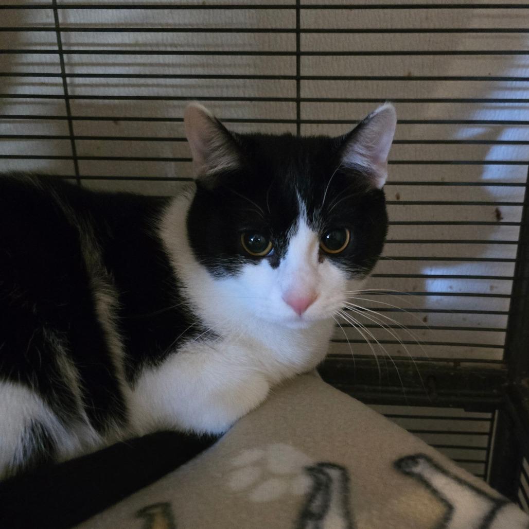 Enlarge Raccoon, a Adoptable Domestic Short Hair in Hanna City, IL image 2/2