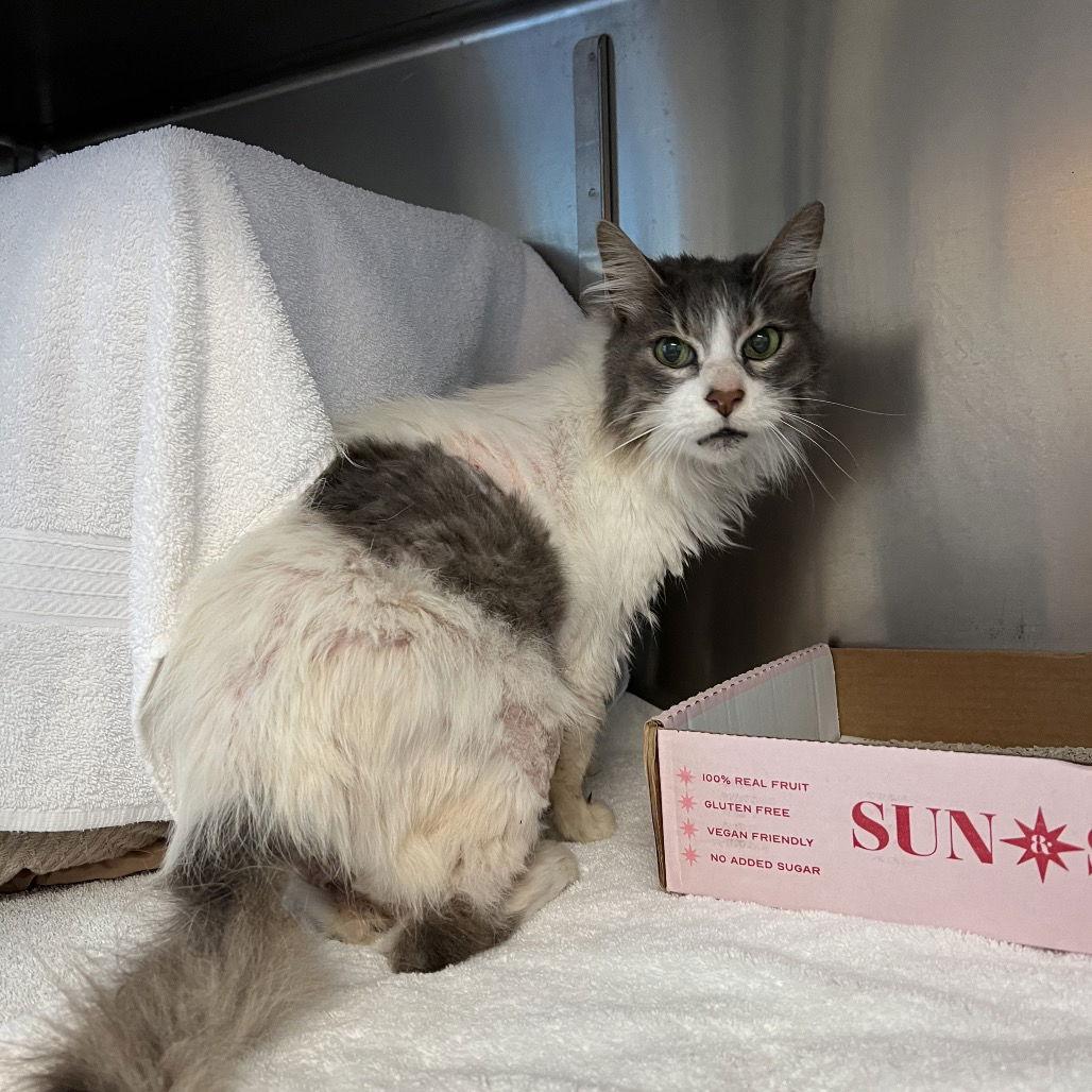 Minnie, a Adoptable Domestic Long Hair in Rohnert Park, CA image 1/2