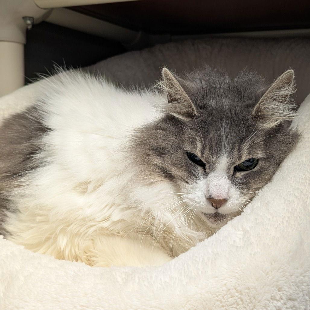 Minnie, a Adoptable Domestic Long Hair in Rohnert Park, CA image 2/2