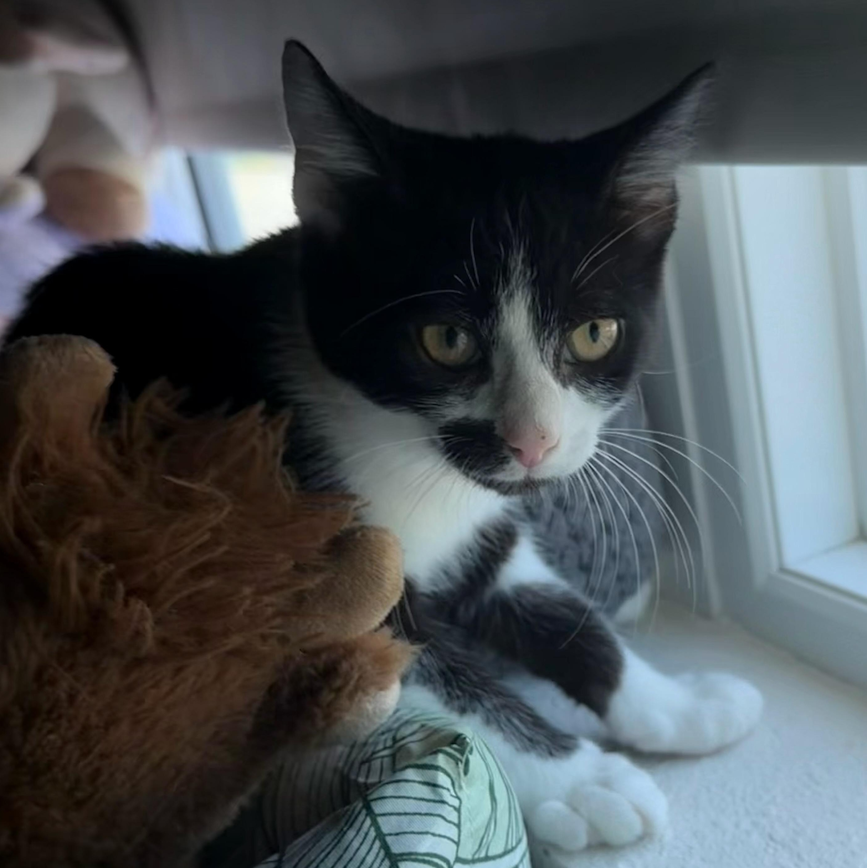 Enlarge Rowan, a Adoptable Domestic Short Hair in Tampa, FL image 5/5