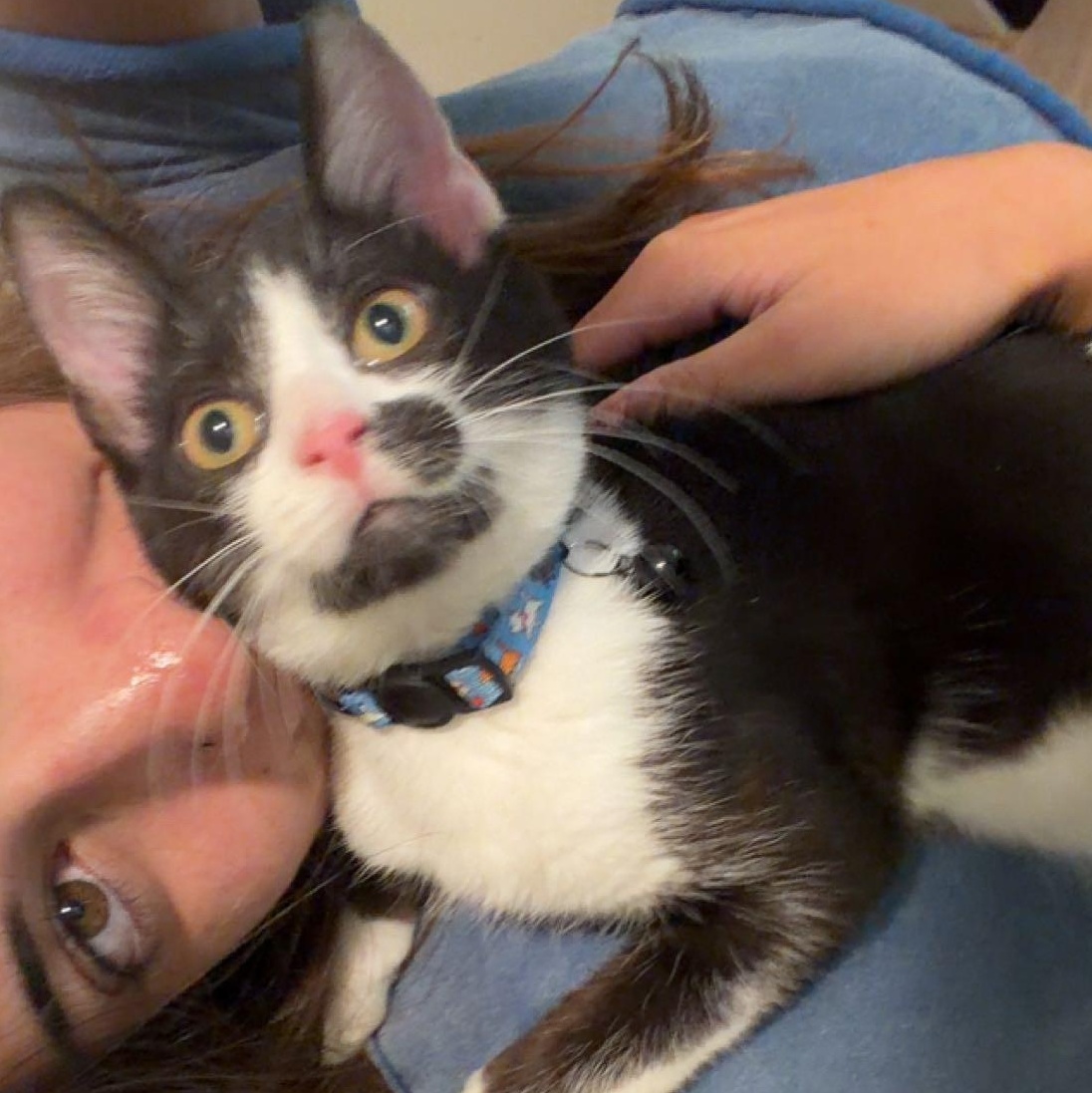 Rowan, Adoptable, Kitten Male Domestic Short Hair.