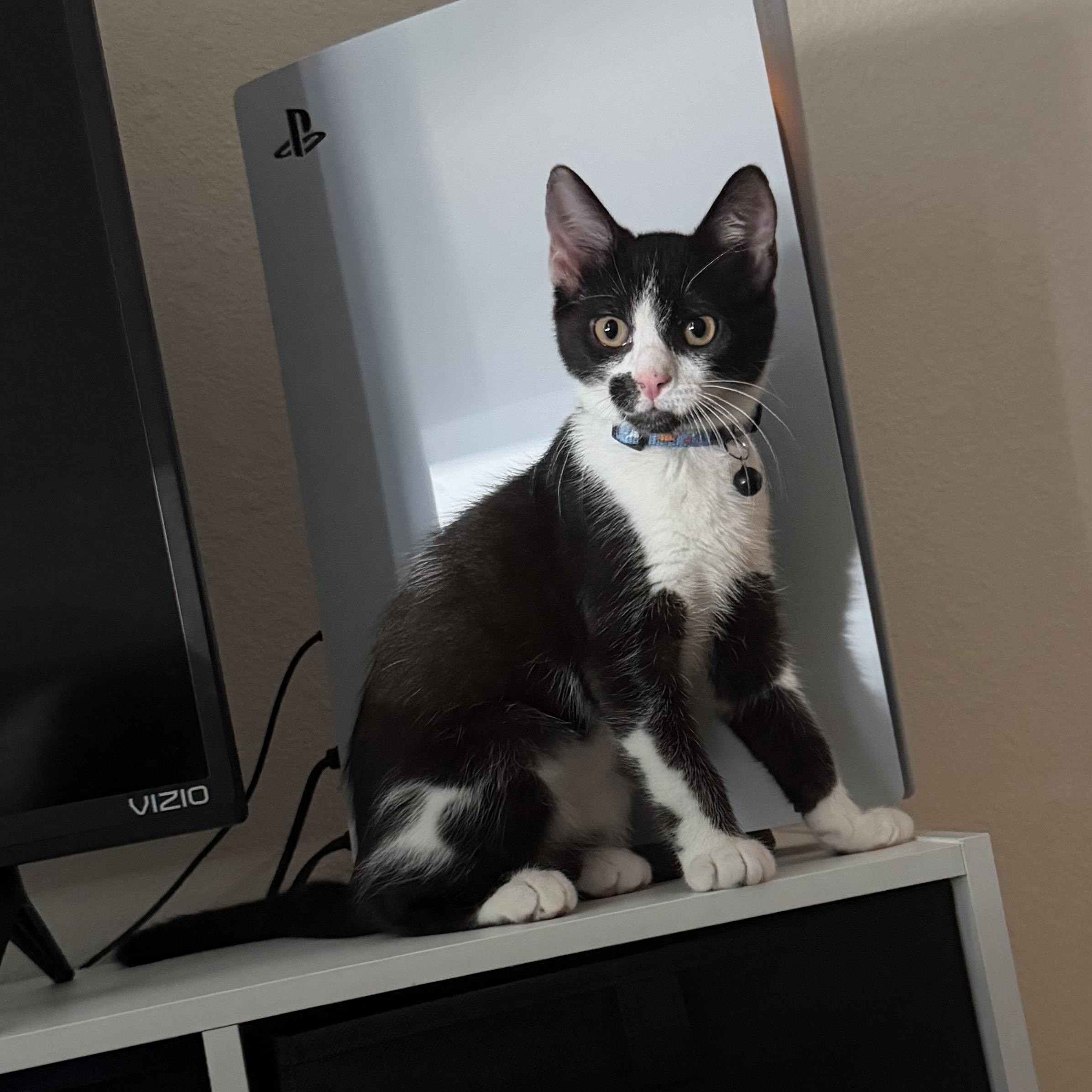 Enlarge Rowan, a Adoptable Domestic Short Hair in Tampa, FL image 3/5
