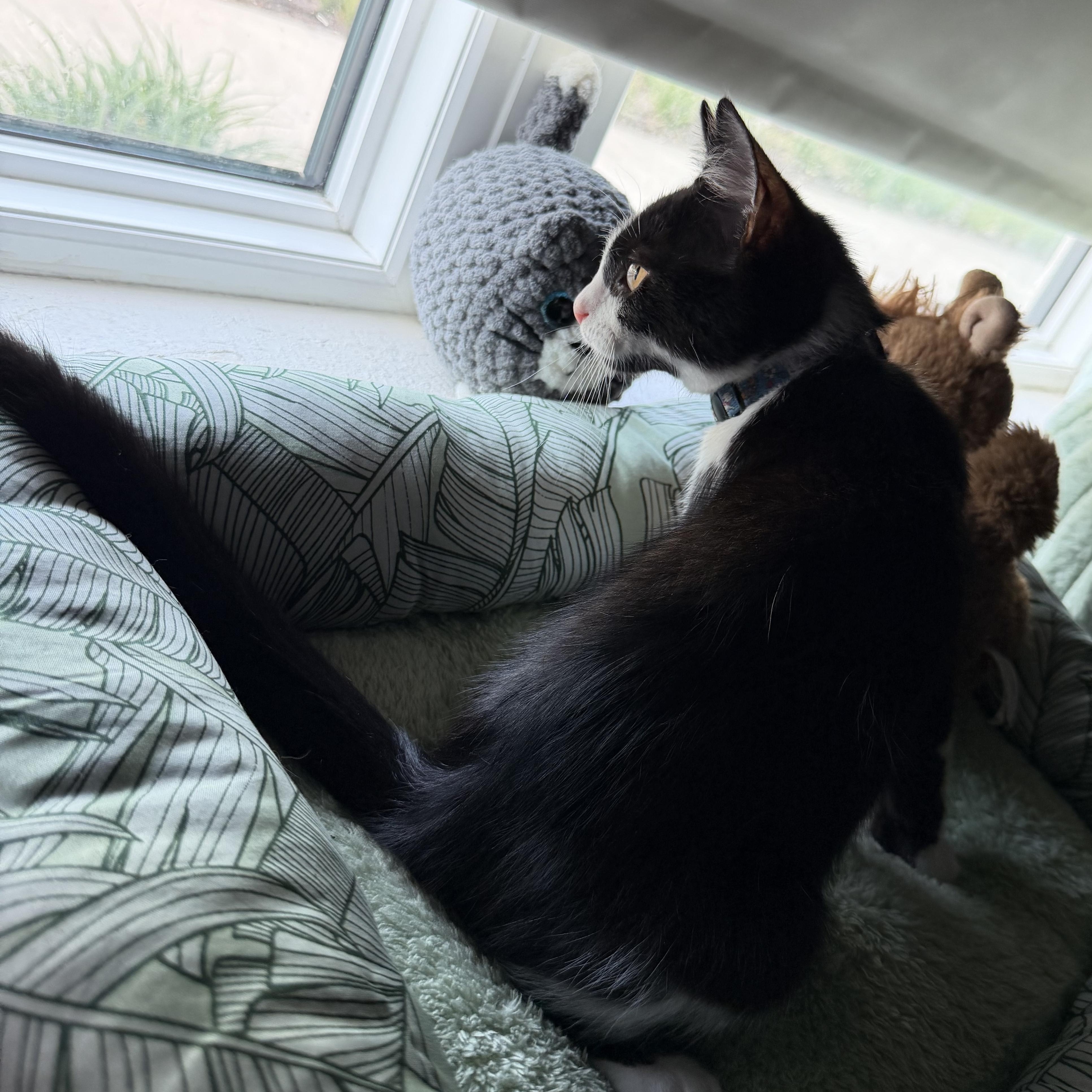 Enlarge Rowan, a Adoptable Domestic Short Hair in Tampa, FL image 2/5