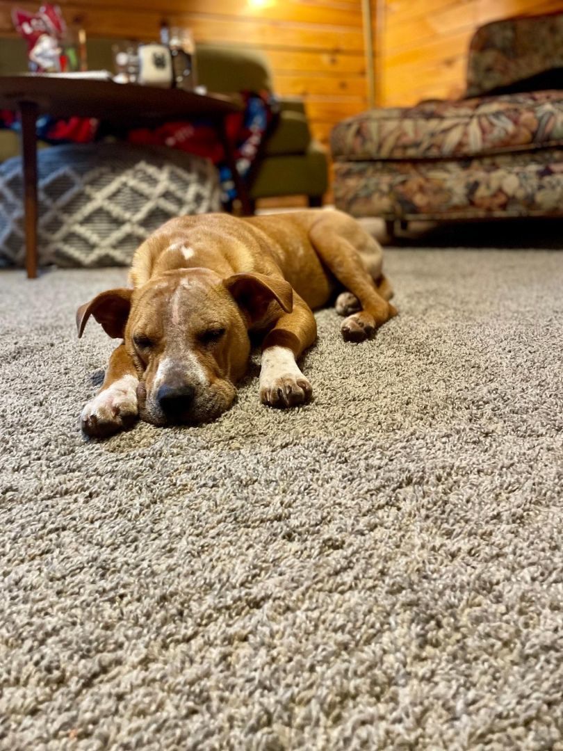 Enlarge Bobby Courtesy Listing, a Adopted mixed breed in Little Rock, AR image 1/4