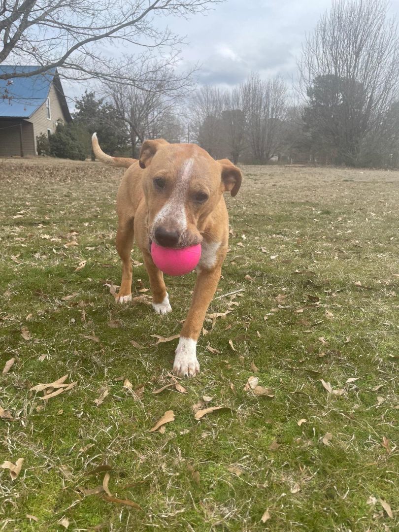 Enlarge Bobby Courtesy Listing, a Adopted mixed breed in Little Rock, AR image 2/4