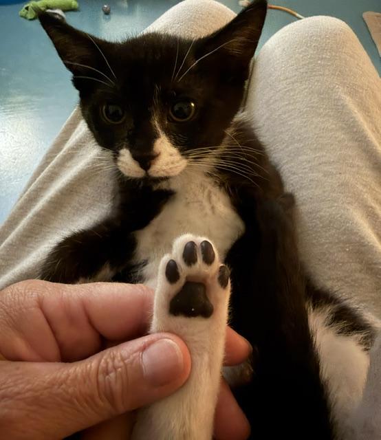 Enlarge Wednesday, a ADOPTABLE Domestic Short Hair in Atlanta, GA image 2/4