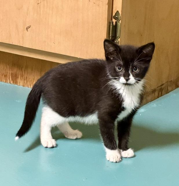 Enlarge Wednesday, a ADOPTABLE Domestic Short Hair in Atlanta, GA image 3/4