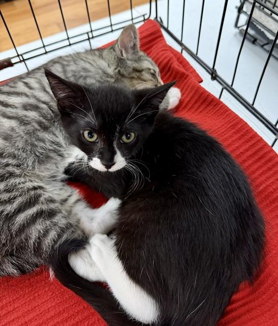 Enlarge Wednesday, a ADOPTABLE Domestic Short Hair in Atlanta, GA image 4/4