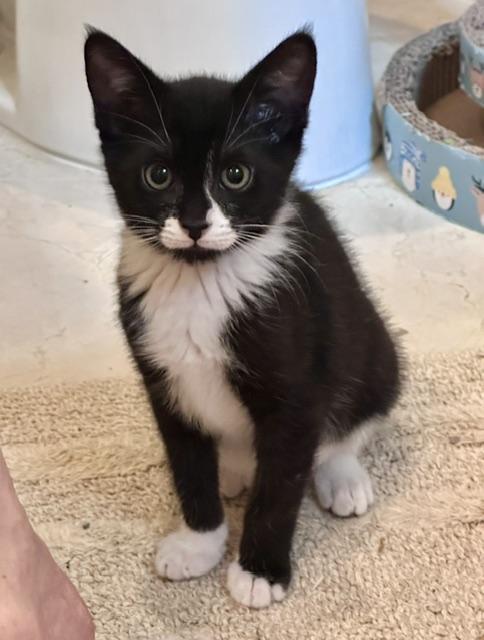 Enlarge Wednesday, a ADOPTABLE Domestic Short Hair in Atlanta, GA image 1/4