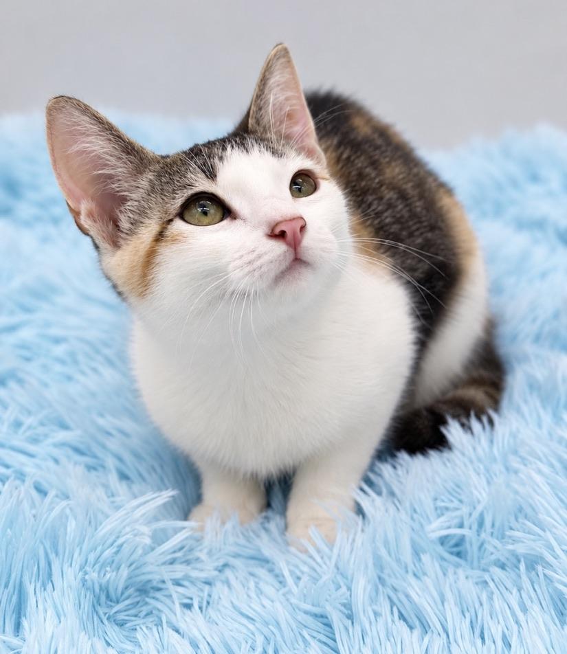 Enlarge Skedaddle, a Adoptable Calico in Covington, LA image 2/5