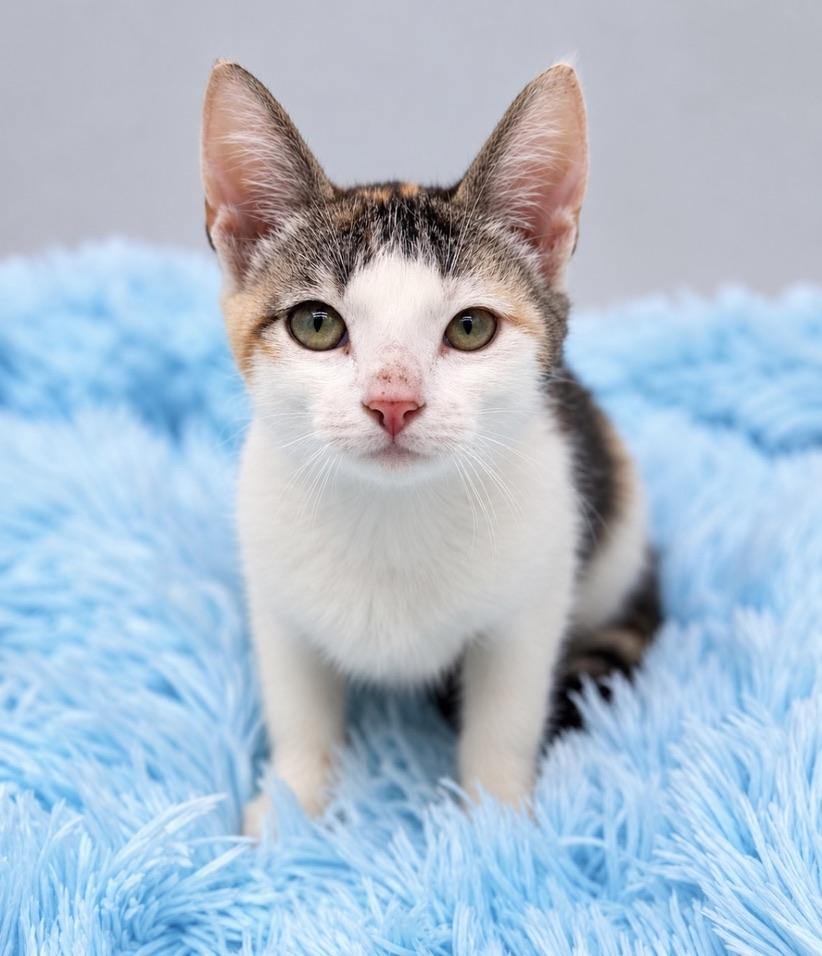 Enlarge Skedaddle, a Adoptable Calico in Covington, LA image 4/5