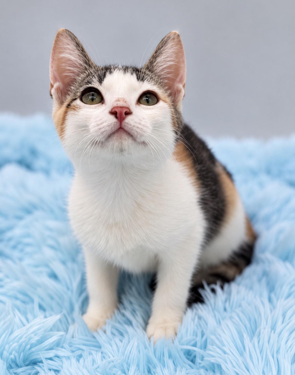 Skedaddle, Adoptable, Kitten Female Calico.