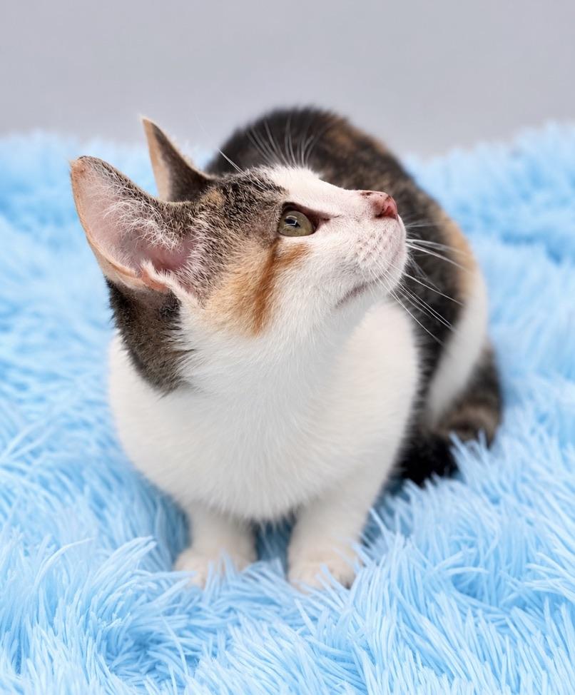 Enlarge Skedaddle, a Adoptable Calico in Covington, LA image 5/5