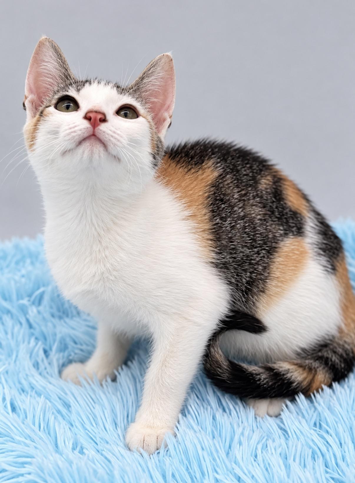 Enlarge Skedaddle, a Adoptable Calico in Covington, LA image 3/5