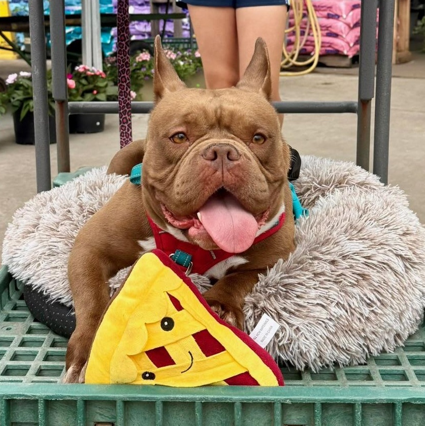 Enlarge Rana, a ADOPTABLE mixed breed in New Orleans, LA image 2/6