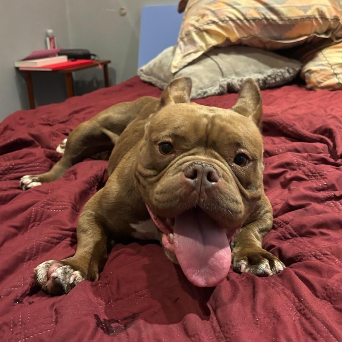 Enlarge Rana, a ADOPTABLE mixed breed in New Orleans, LA image 6/6