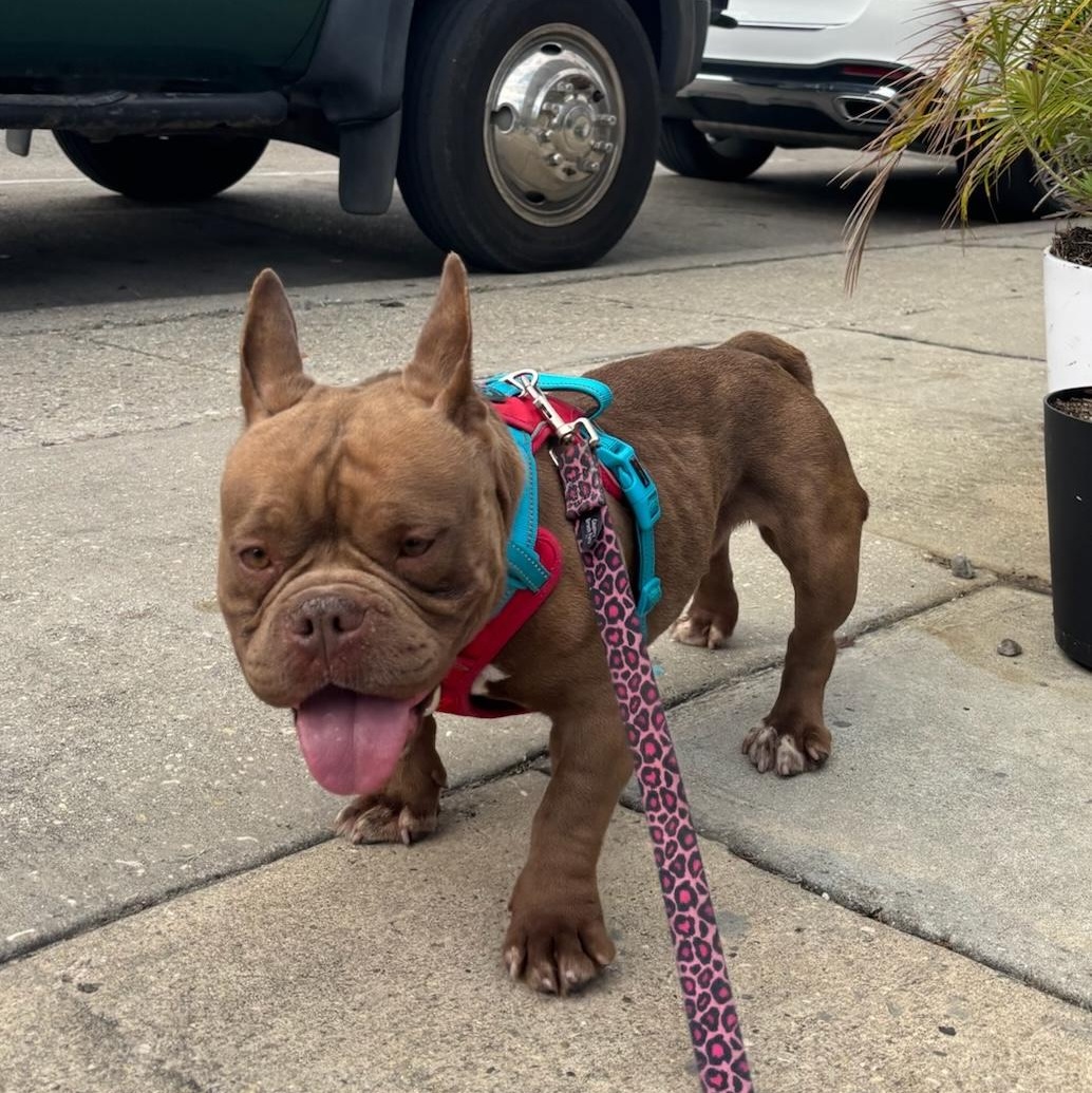 Enlarge Rana, a ADOPTABLE mixed breed in New Orleans, LA image 5/6