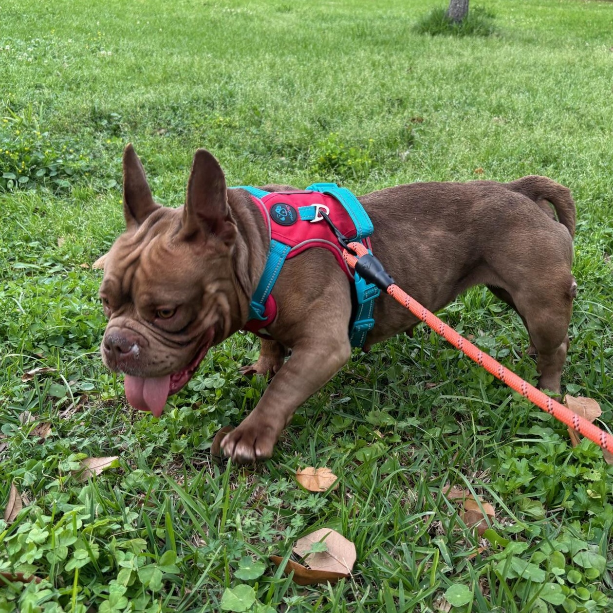 Enlarge Rana, a ADOPTABLE mixed breed in New Orleans, LA image 3/6