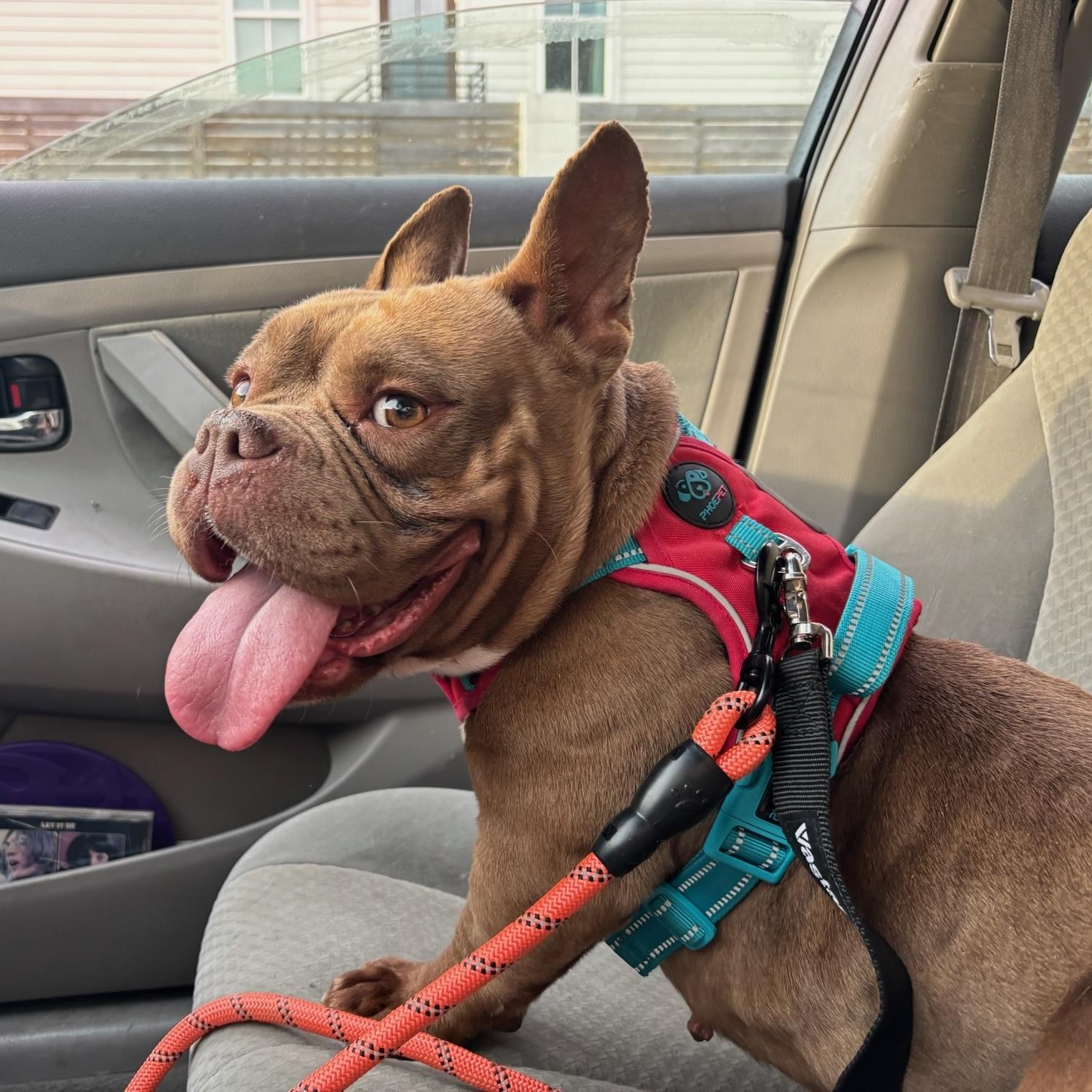 Rana, ADOPTABLE, Adult Female French Bulldog & American Bully.