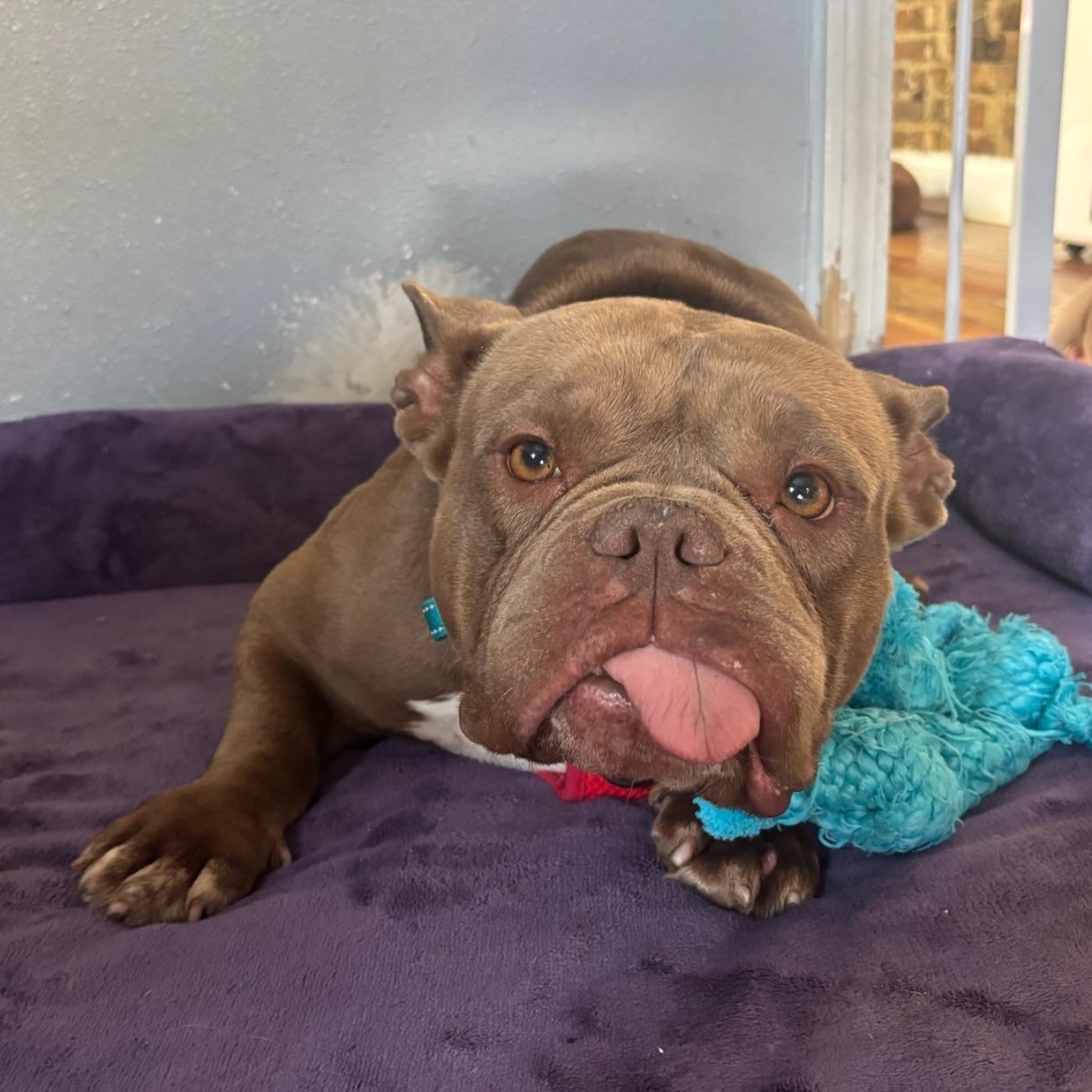 Enlarge Rana, a ADOPTABLE mixed breed in New Orleans, LA image 4/6