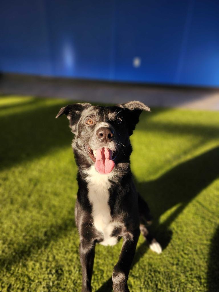 Enlarge Jakz, a Adoptable Mixed Breed in Minot, ND image 1/6