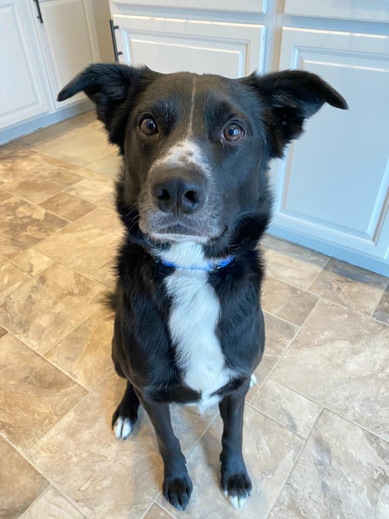 Enlarge Jakz, a Adoptable Mixed Breed in Minot, ND image 2/6