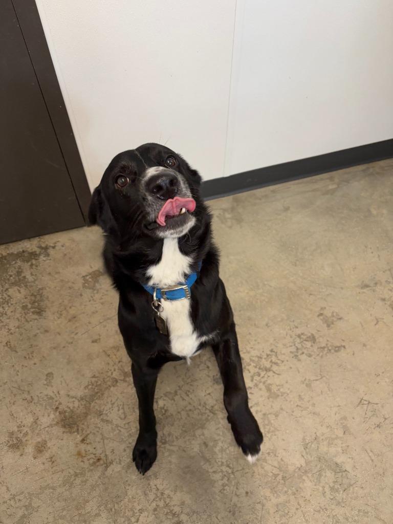 Enlarge Jakz, a Adoptable Mixed Breed in Minot, ND image 3/6