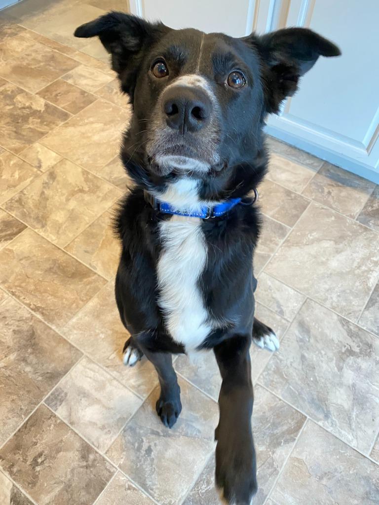 Enlarge Jakz, a Adoptable Mixed Breed in Minot, ND image 4/6