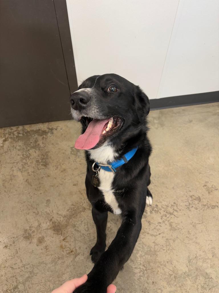 Enlarge Jakz, a Adoptable Mixed Breed in Minot, ND image 5/6
