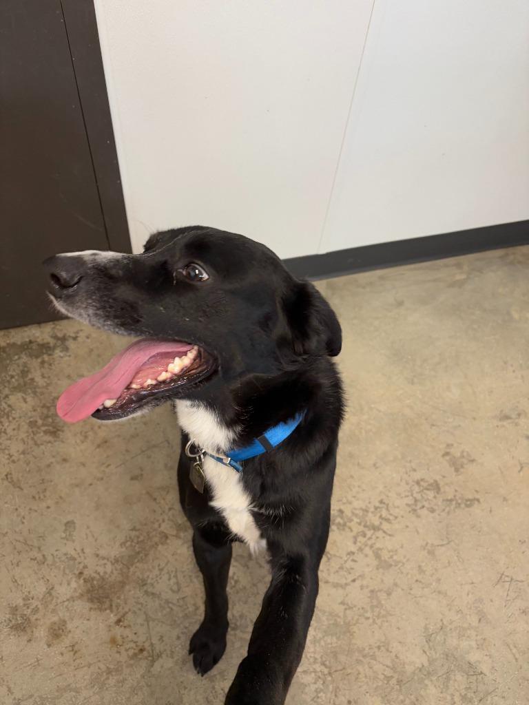 Enlarge Jakz, a Adoptable Mixed Breed in Minot, ND image 6/6